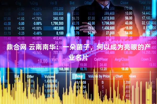 鼎合网 云南南华：一朵菌子，何以成为亮眼的产业名片